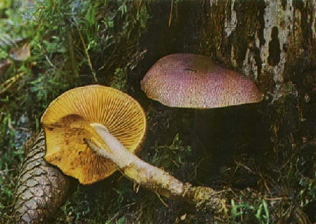  - Tricholomopsis rutilans